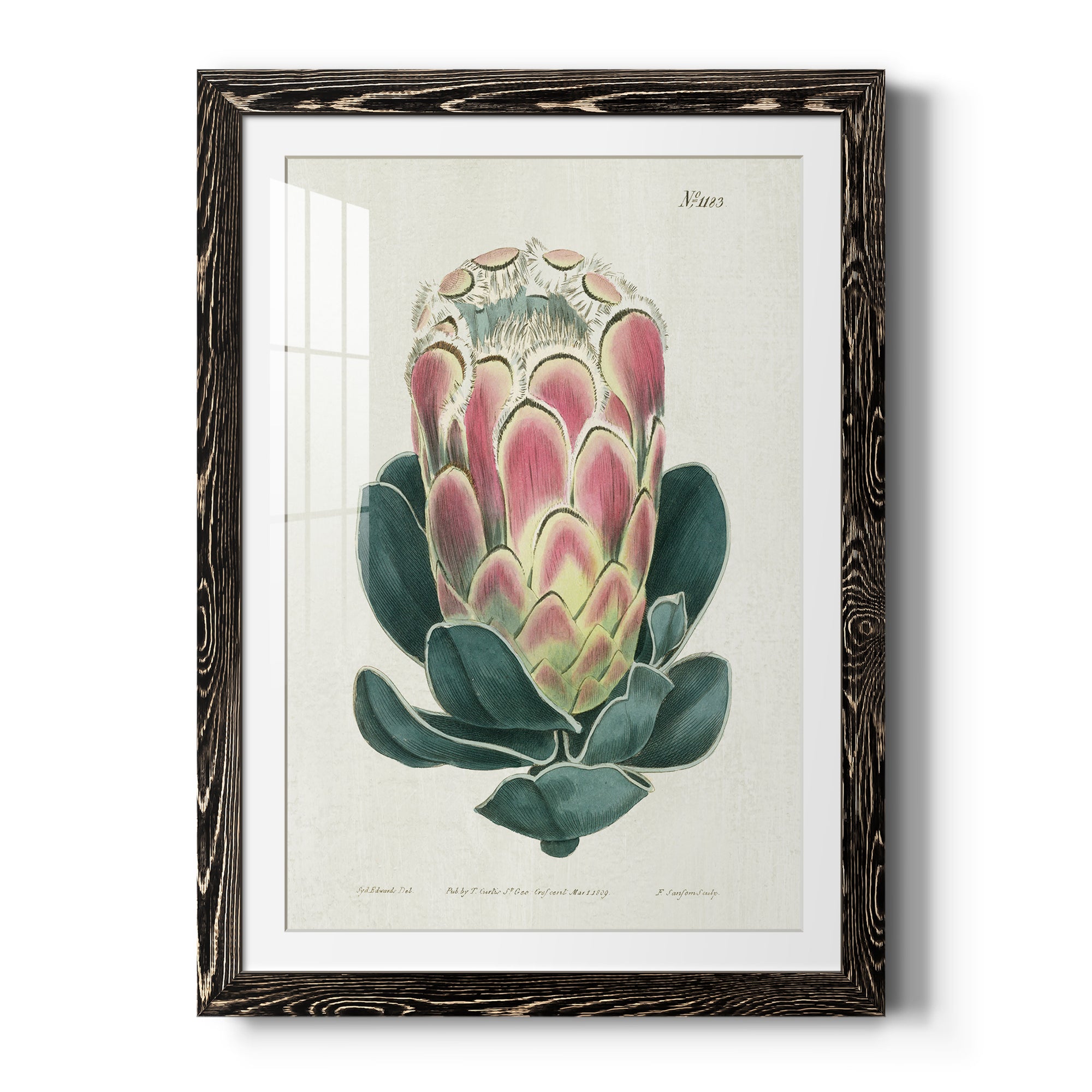 Protea N83 - Barnwood Framed Art Print
