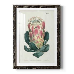 Protea N83 - Barnwood Framed Art Print