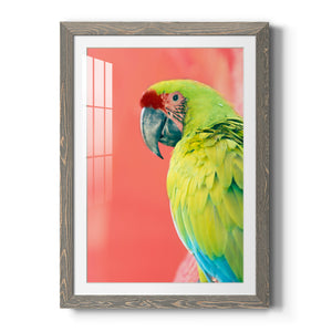 Green Macaw - Barnwood