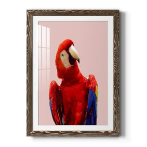 Honduras Wildlife - Barnwood