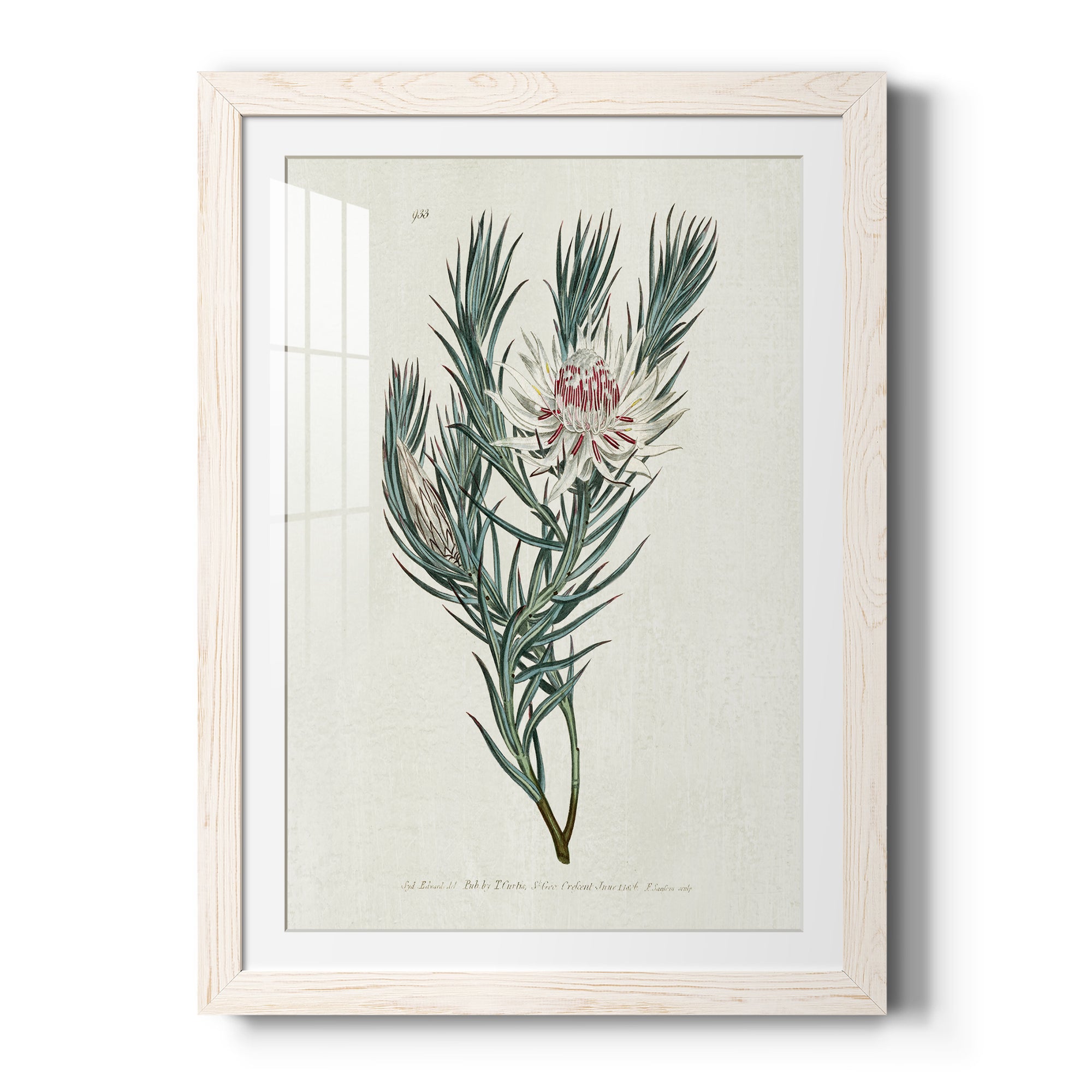 Protea N33 - Barnwood Framed Art Print