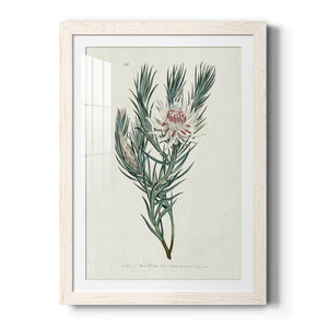 Protea N33 - Barnwood Framed Art Print