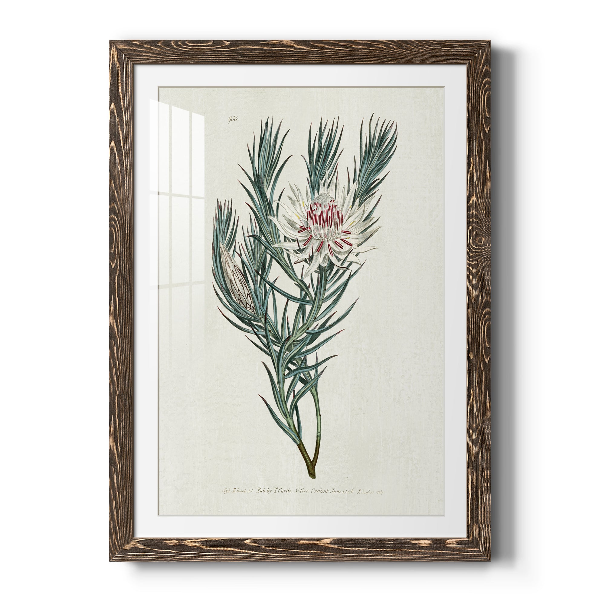 Protea N33 - Barnwood Framed Art Print