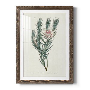 Protea N33 - Barnwood Framed Art Print