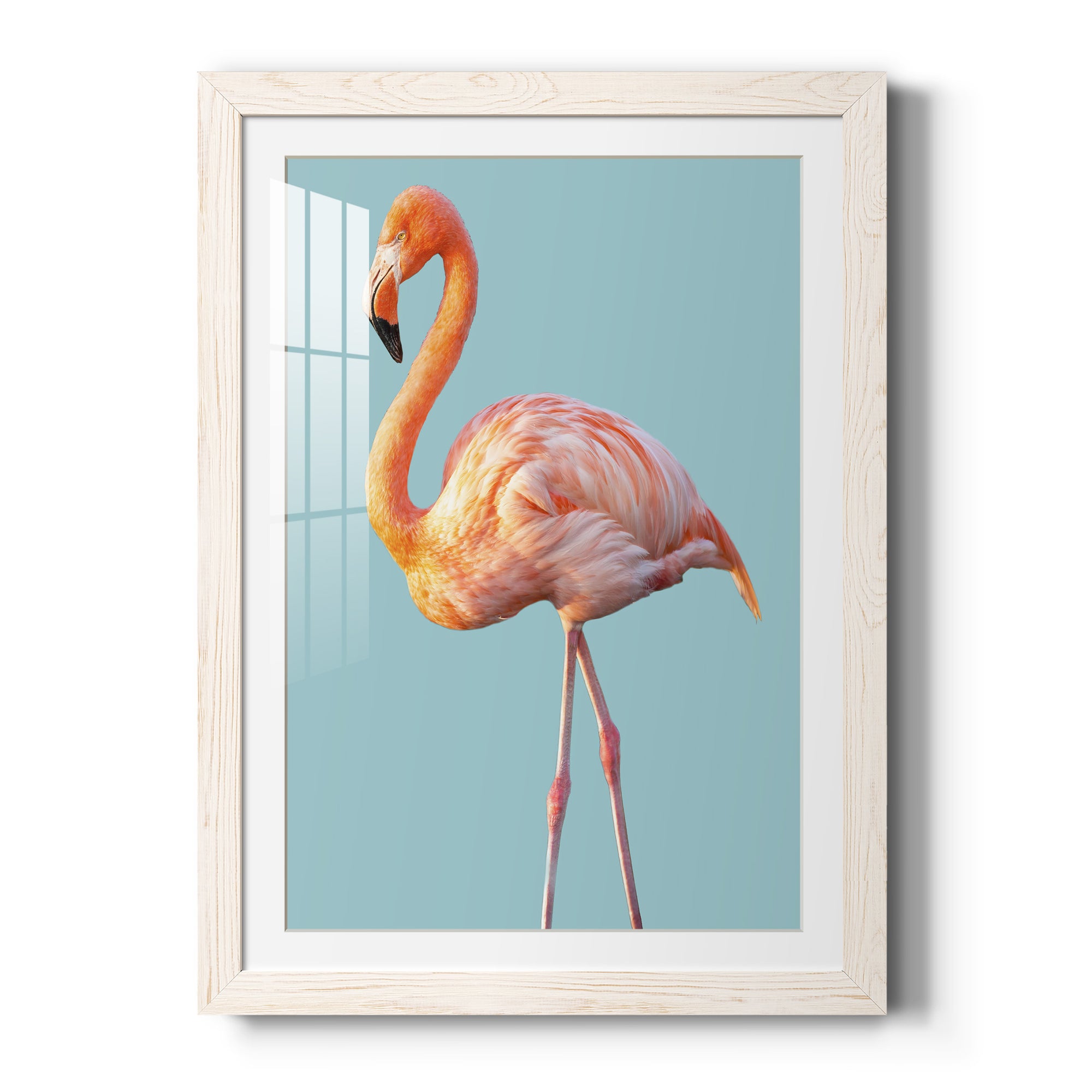 Flamingo - Barnwood