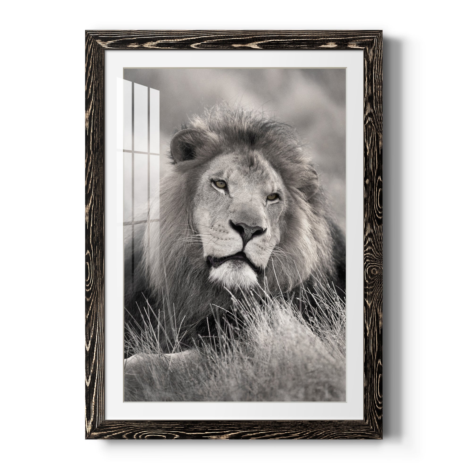 Pride of the Pride - Barnwood Framed Art Print