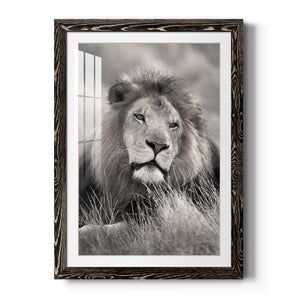 Pride of the Pride - Barnwood Framed Art Print