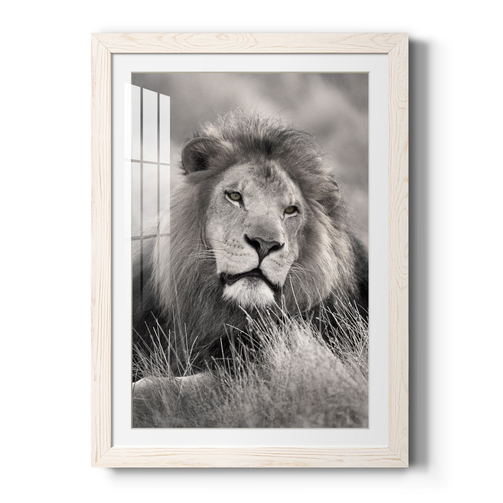 Pride of the Pride - Barnwood Framed Art Print