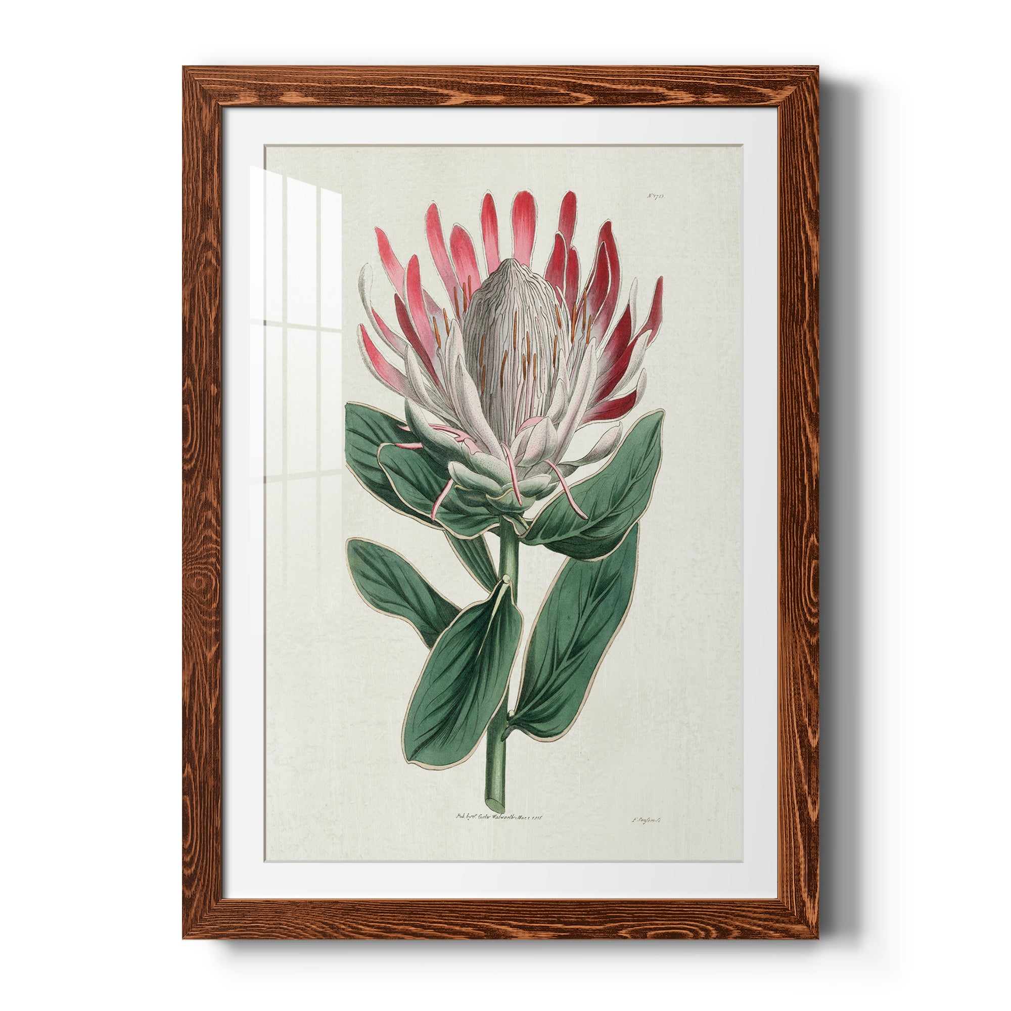Protea N13 - Barnwood Framed Art Print