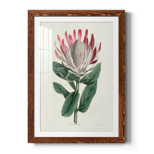 Protea N13 - Barnwood Framed Art Print