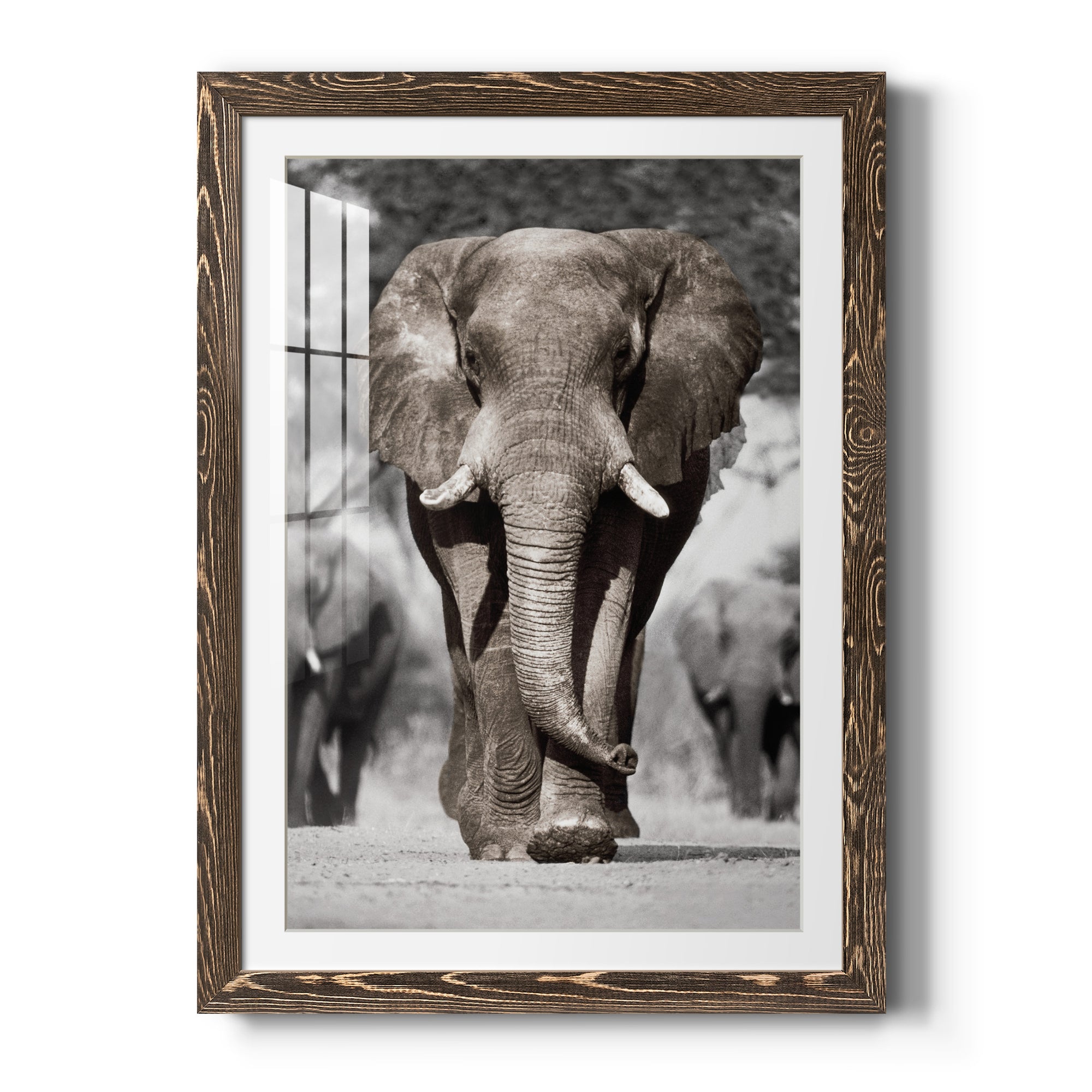 Botswana Patriarch - Barnwood Framed Art Print