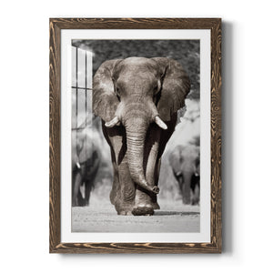 Botswana Patriarch - Barnwood Framed Art Print