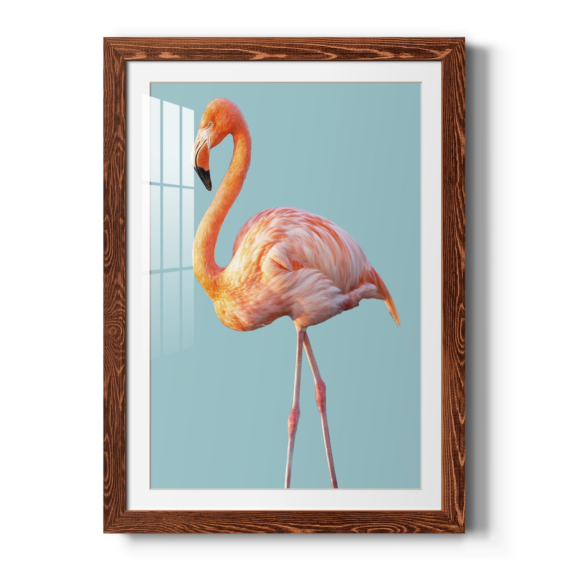 Flamingo - Barnwood