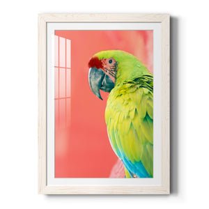 Green Macaw - Barnwood