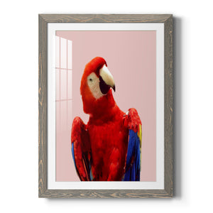 Honduras Wildlife - Barnwood