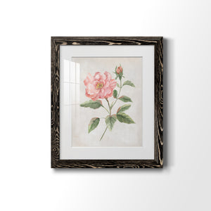 Grandiflora II - Barnwood Framed Art Print