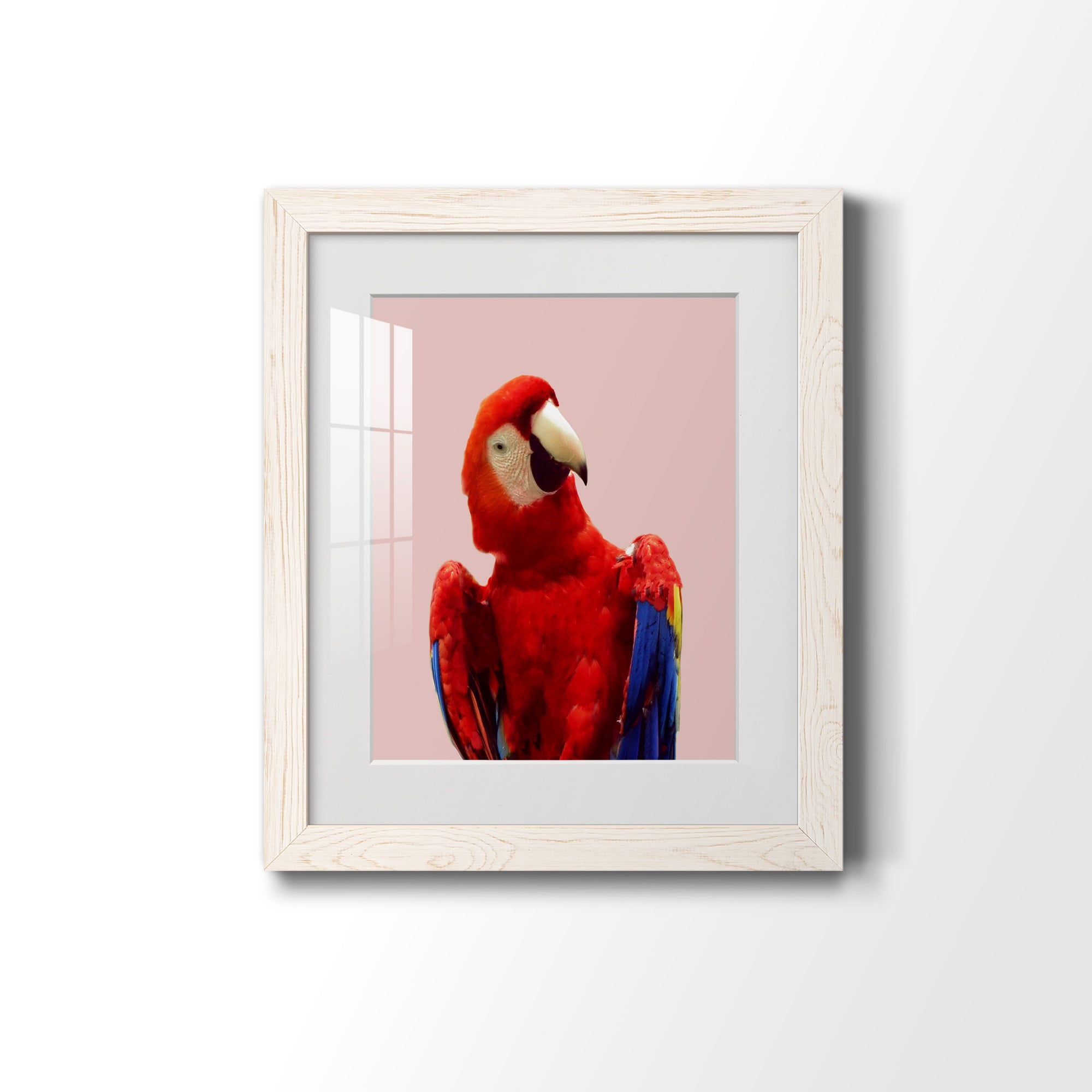 Honduras Wildlife - Barnwood