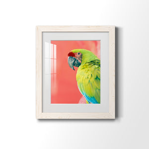 Green Macaw - Barnwood
