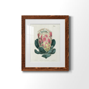 Protea N83 - Barnwood Framed Art Print