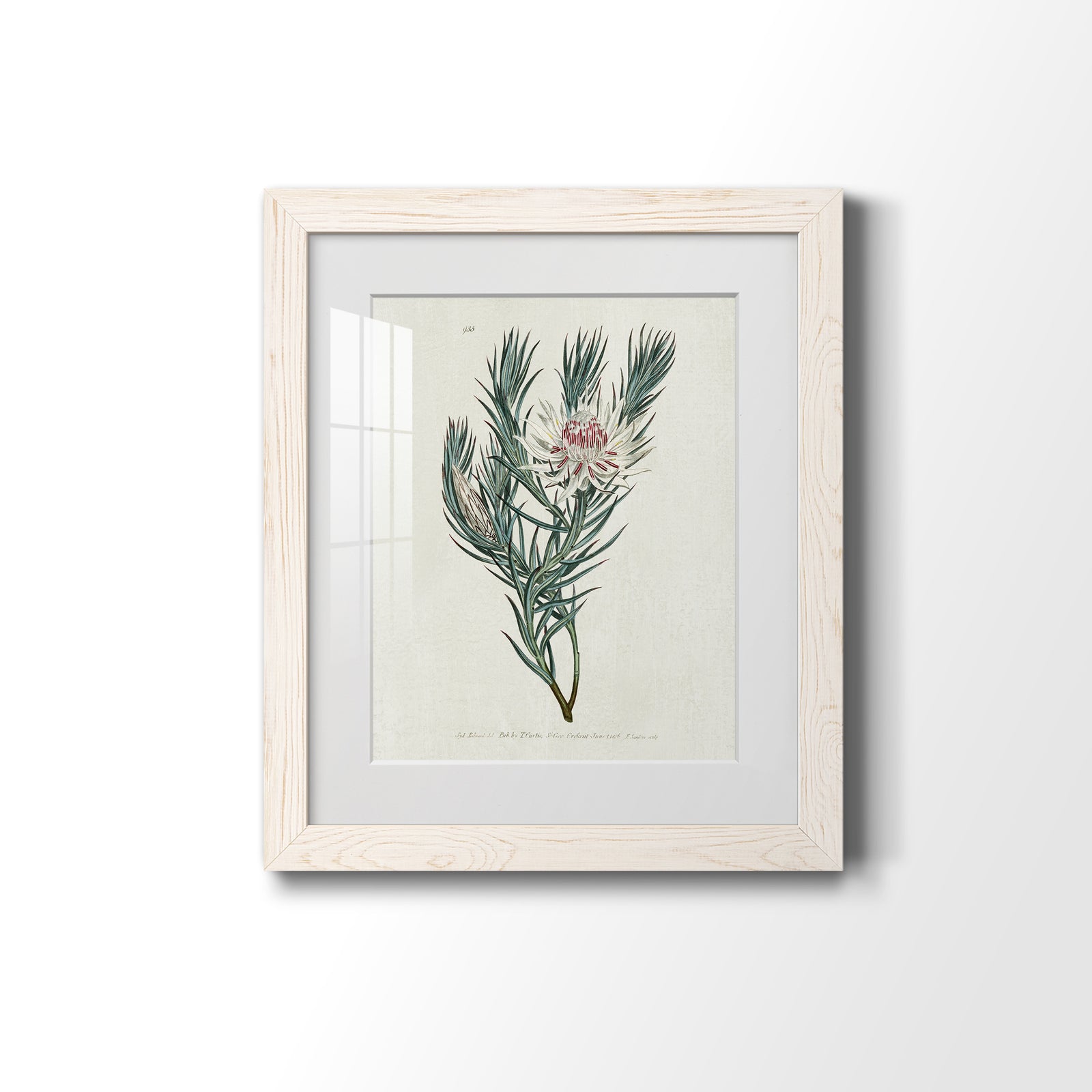 Protea N33 - Barnwood Framed Art Print