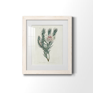 Protea N33 - Barnwood Framed Art Print