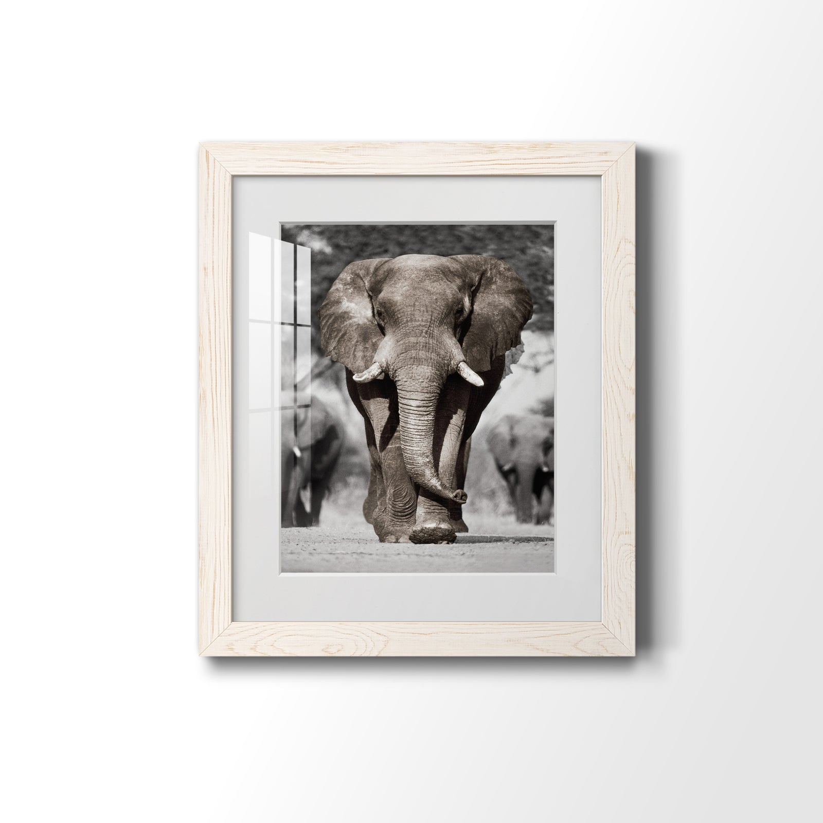Botswana Patriarch - Barnwood Framed Art Print