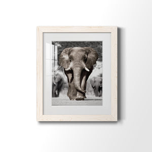 Botswana Patriarch - Barnwood Framed Art Print