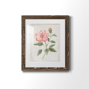 Grandiflora II - Barnwood Framed Art Print