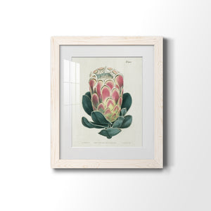 Protea N83 - Barnwood Framed Art Print