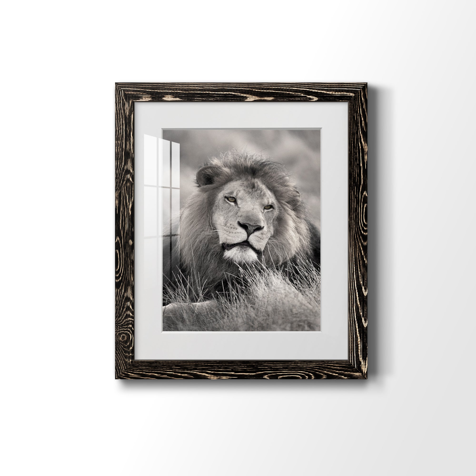 Pride of the Pride - Barnwood Framed Art Print