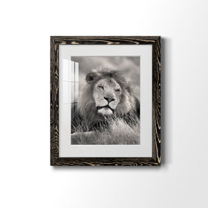 Pride of the Pride - Barnwood Framed Art Print