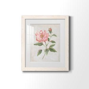 Grandiflora II - Barnwood Framed Art Print