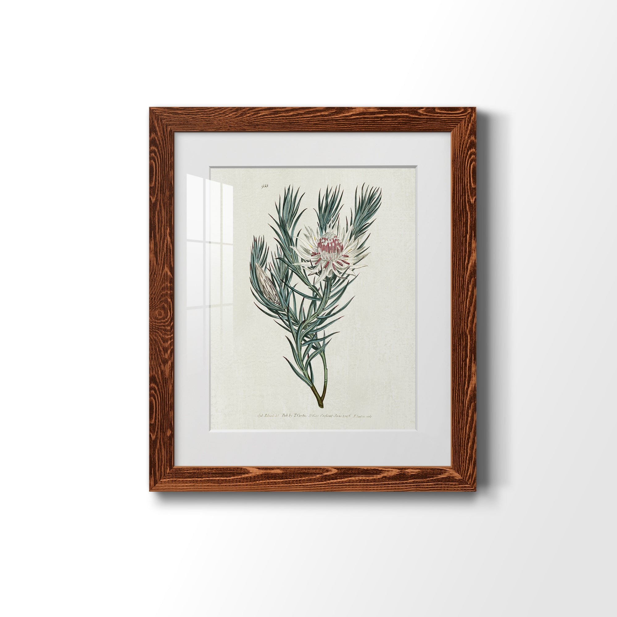 Protea N33 - Barnwood Framed Art Print