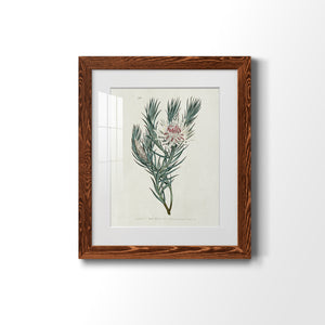 Protea N33 - Barnwood Framed Art Print