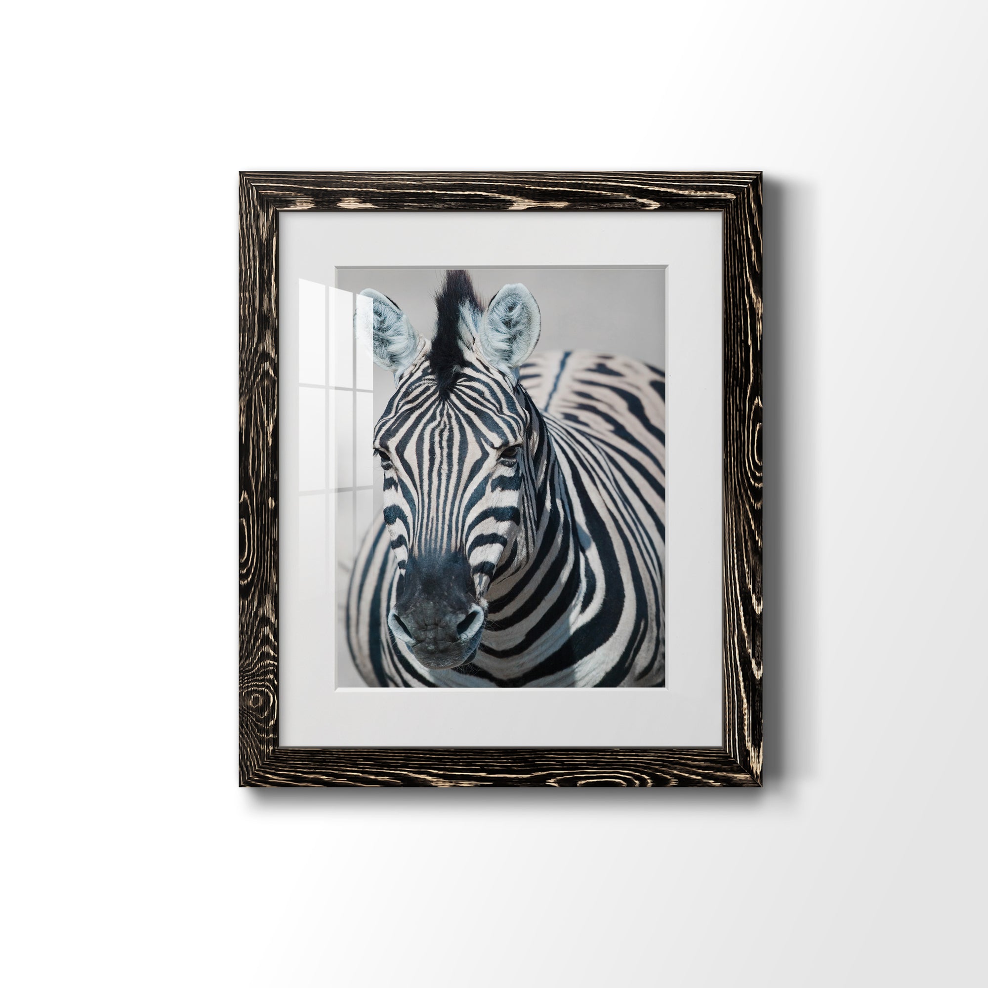 Namibia Zebra - Premium Framed Print - Distressed Barnwood Frame - Ready to Hang