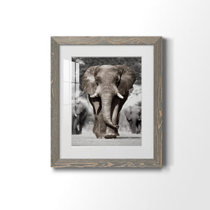Botswana Patriarch - Barnwood Framed Art Print
