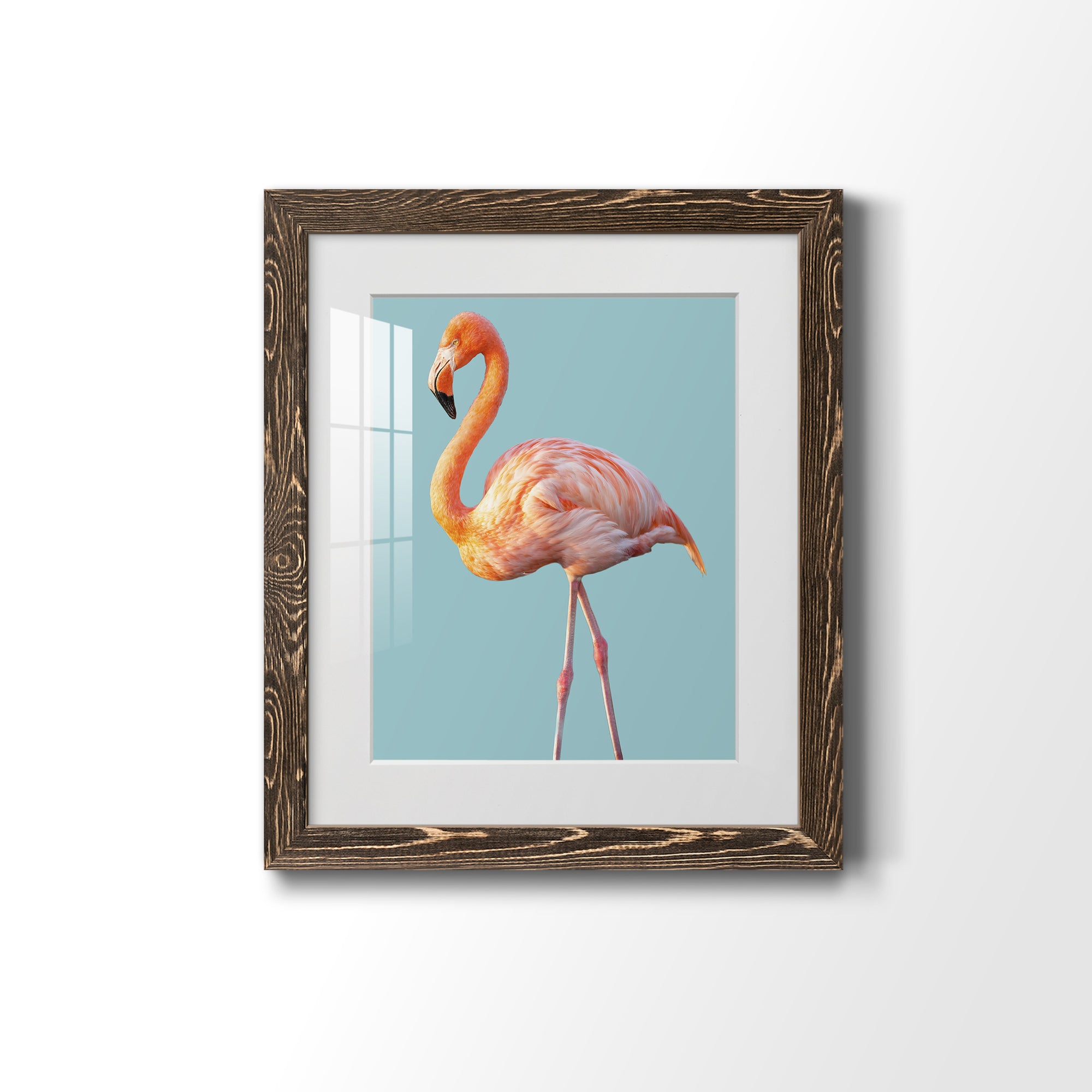 Flamingo - Barnwood