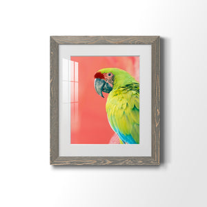 Green Macaw - Barnwood