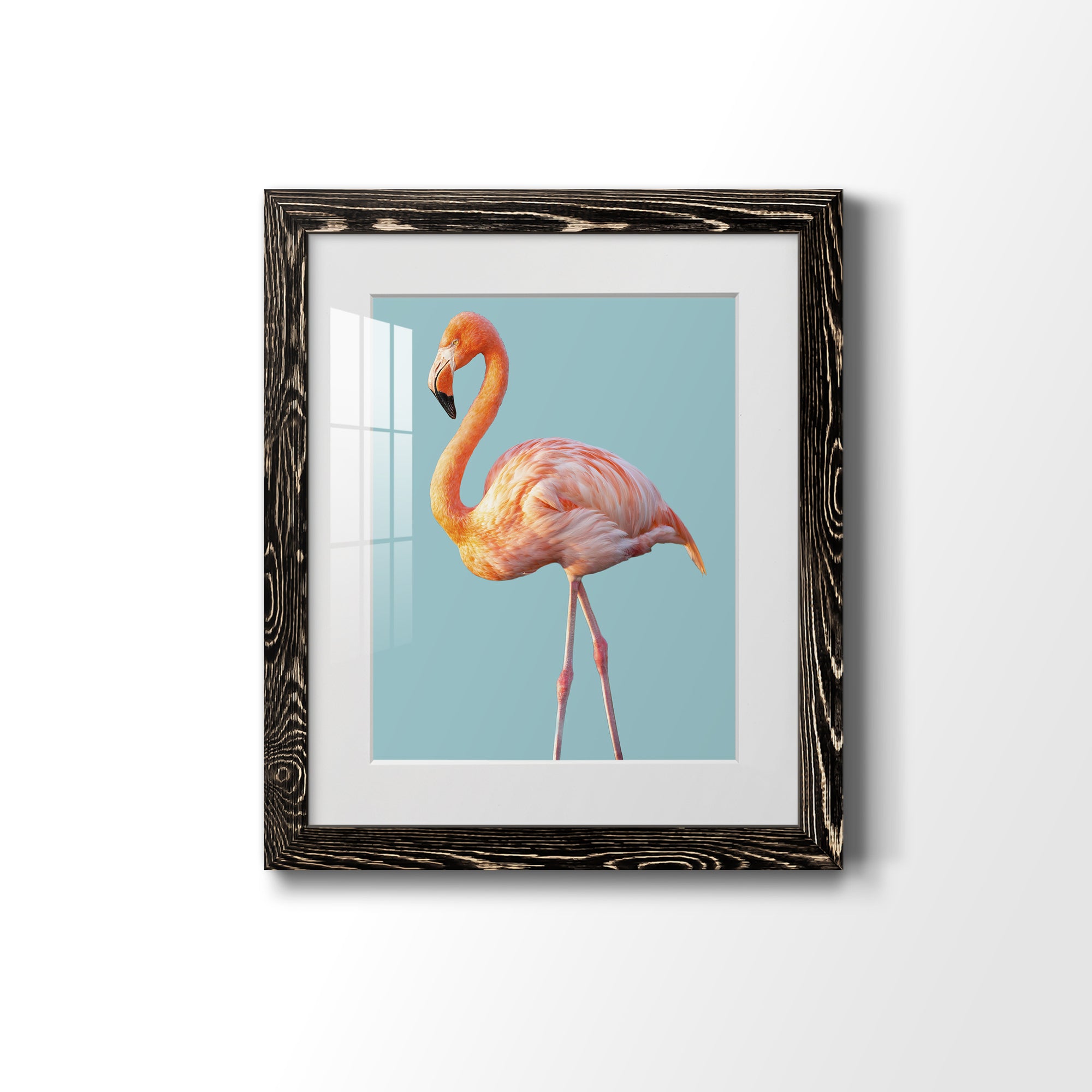 Flamingo - Barnwood
