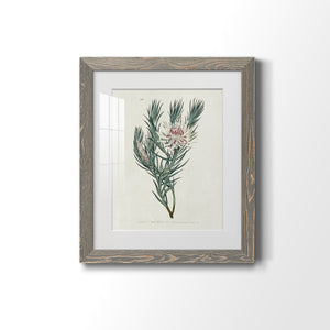Protea N33 - Barnwood Framed Art Print