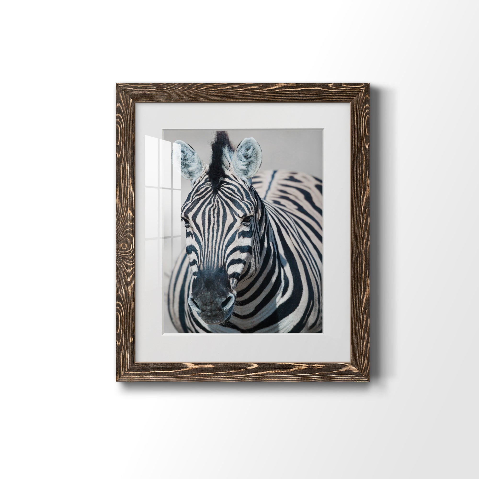 Namibia Zebra - Premium Framed Print - Distressed Barnwood Frame - Ready to Hang