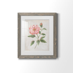 Grandiflora II - Barnwood Framed Art Print