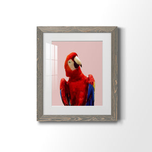 Honduras Wildlife - Barnwood