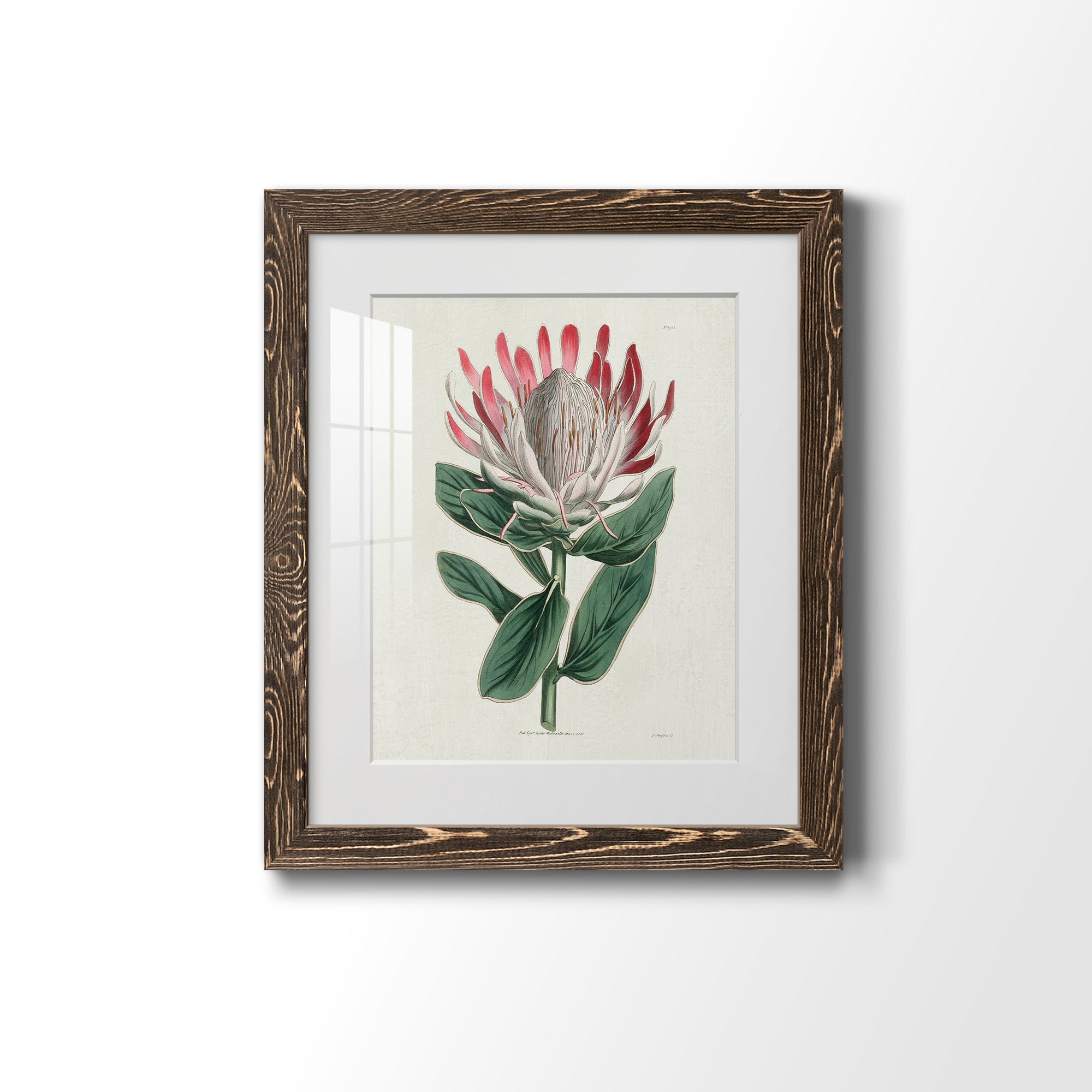 Protea N13 - Barnwood Framed Art Print