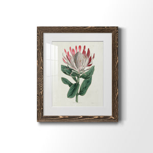 Protea N13 - Barnwood Framed Art Print