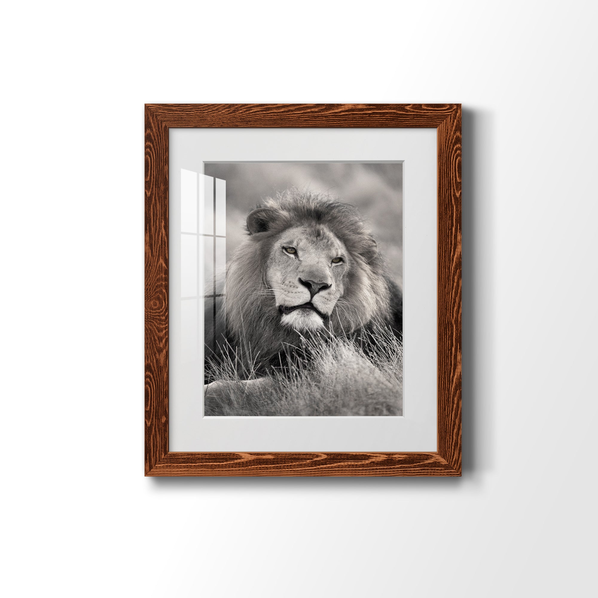 Pride of the Pride - Barnwood Framed Art Print