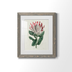 Protea N13 - Barnwood Framed Art Print