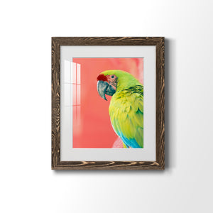 Green Macaw - Barnwood