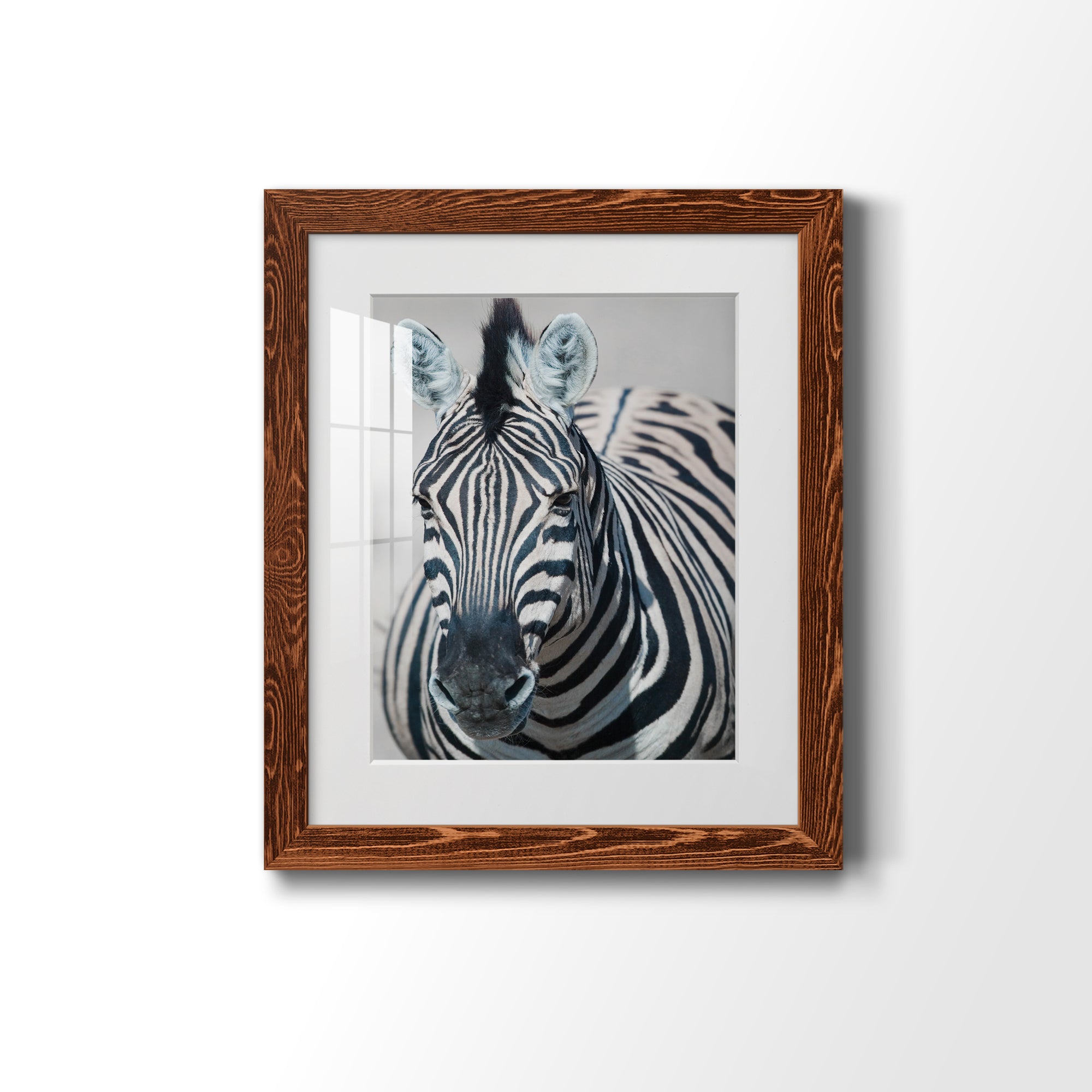 Namibia Zebra - Premium Framed Print - Distressed Barnwood Frame - Ready to Hang