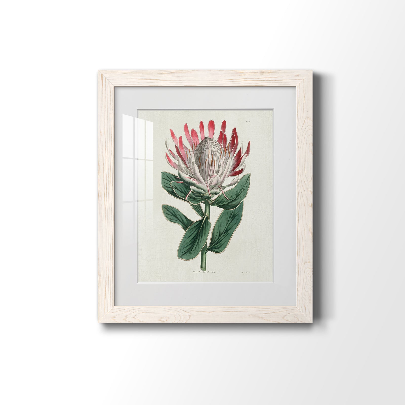 Protea N13 - Barnwood Framed Art Print